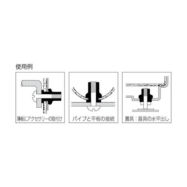 ロブスターのローレットナットの画像2